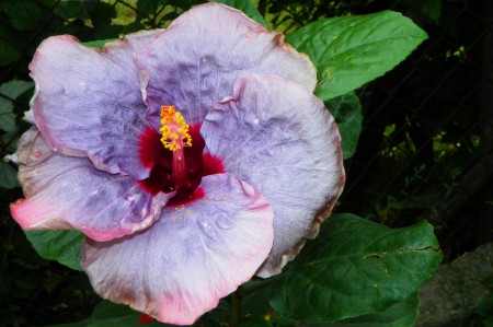 Hibiscus Croatian Sky